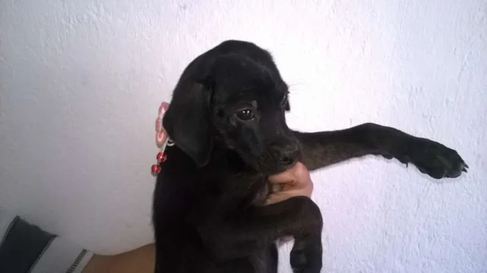 Cachorro ra a não definida idade 2 a 6 meses nome não tem nome 