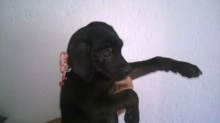 Cachorro ra a não definida idade 2 a 6 meses nome não tem nome 