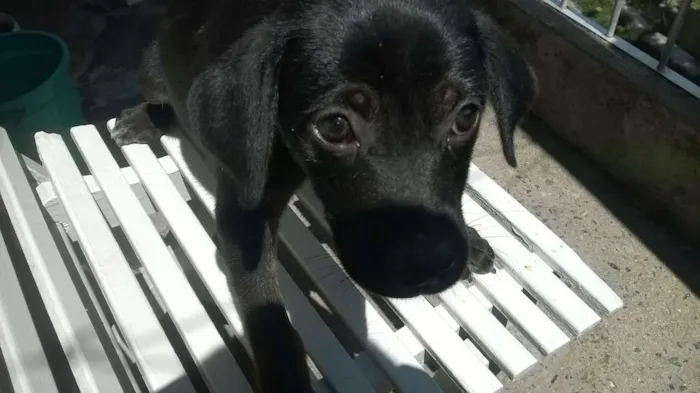 Cachorro ra a não definida idade 2 a 6 meses nome não tem nome 