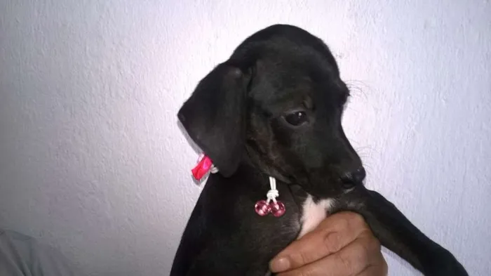 Cachorro ra a não definida idade 2 a 6 meses nome não tem nome 