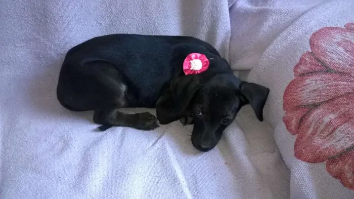 Cachorro ra a não definida idade 2 a 6 meses nome não tem nome 
