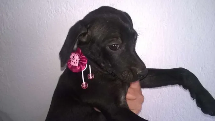 Cachorro ra a não definida idade 2 a 6 meses nome não tem nome 
