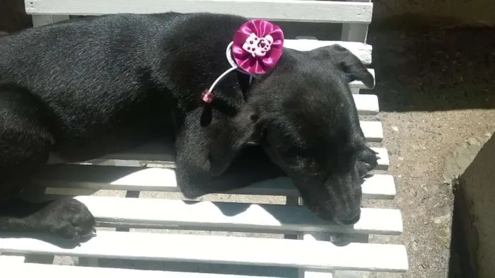 Cachorro ra a não definida idade 2 a 6 meses nome não tem nome 