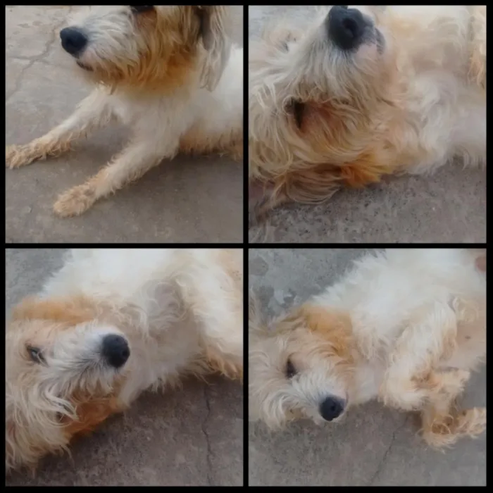 Cachorro ra a SRD idade 4 anos nome Desconhecido