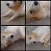 Cachorro raça SRD idade 4 anos nome Desconhecido