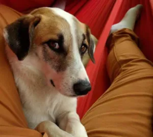 Cachorro raça SRD idade 2 anos nome Bernard