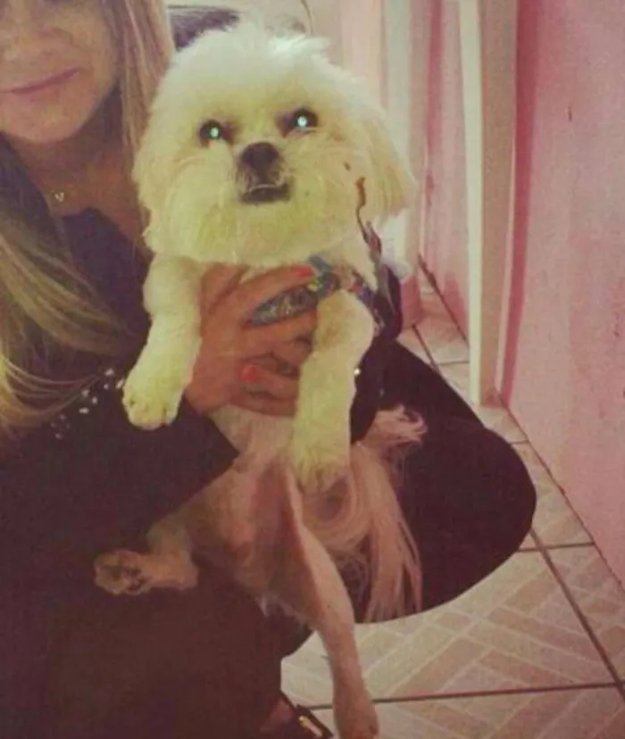 Cachorro ra a Lhasa apso idade 5 anos nome Lucky