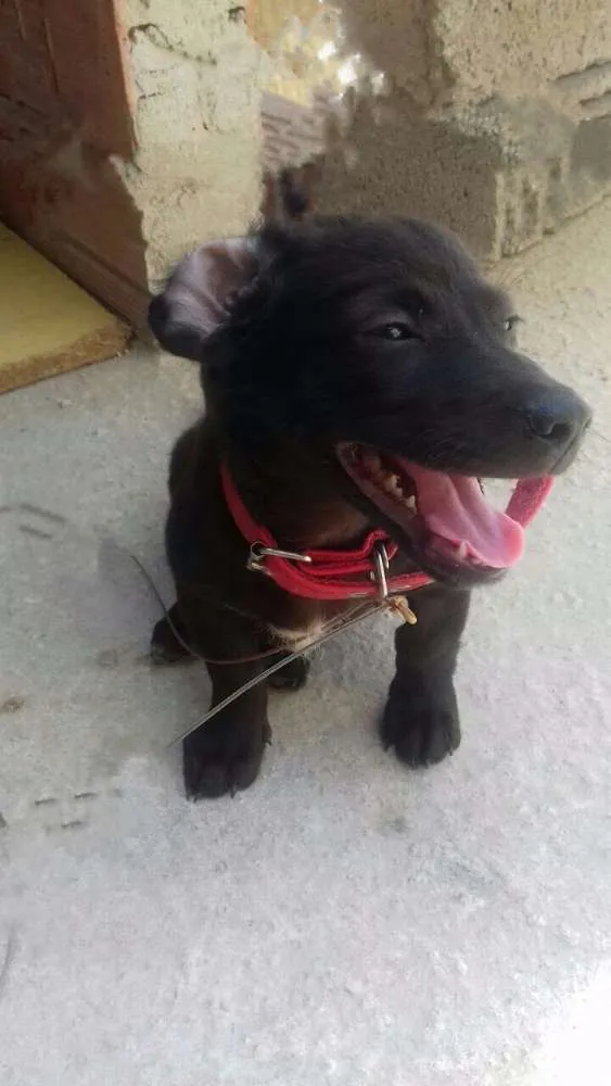 Cachorro ra a Srd idade 2 a 6 meses nome Bob