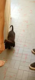 Bob