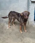 Belinha
