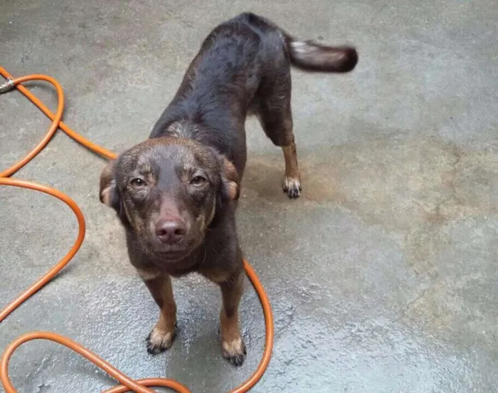Cachorro ra a Srd  idade 7 a 11 meses nome Belinha 