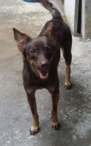 Cachorro raça Srd  idade 7 a 11 meses nome Belinha 