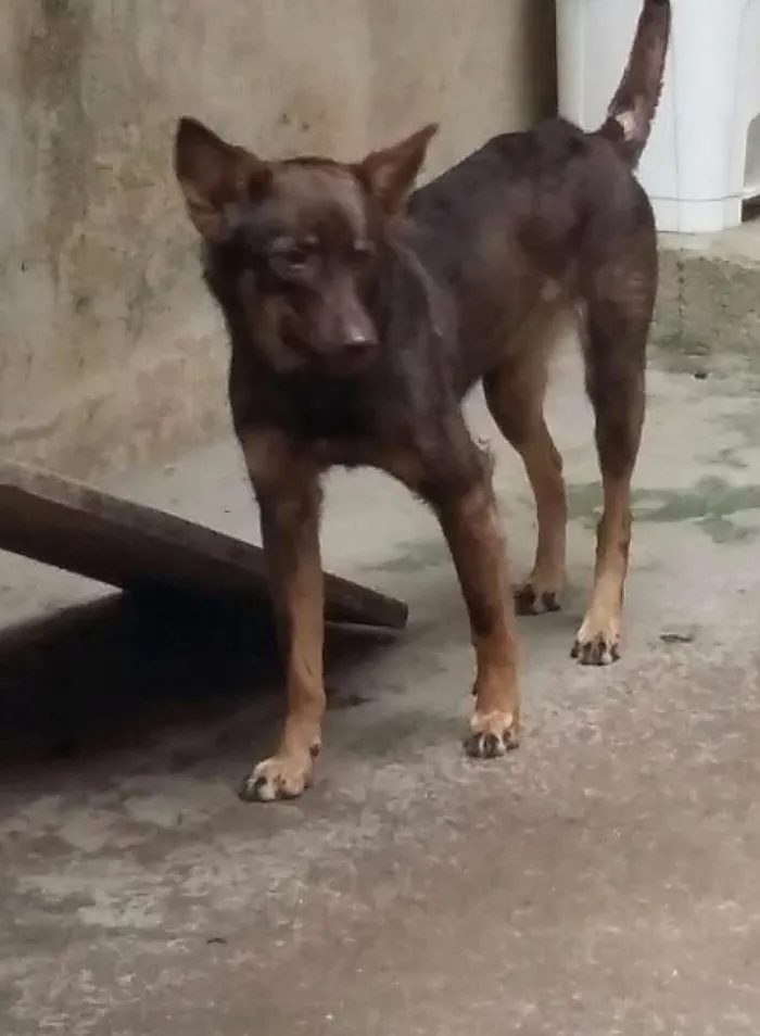 Cachorro ra a Srd  idade 7 a 11 meses nome Belinha 
