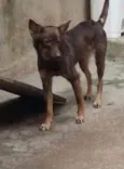 Belinha