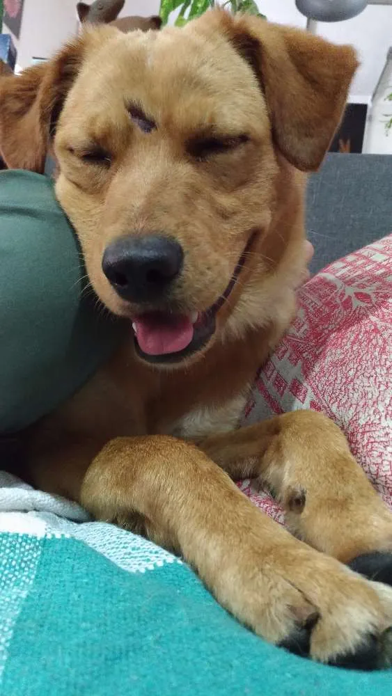 Cachorro ra a SRD idade 1 ano nome Amarelo
