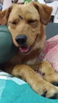 Amarelo
