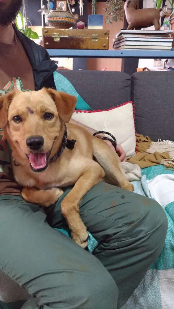Cachorro ra a SRD idade 1 ano nome Amarelo
