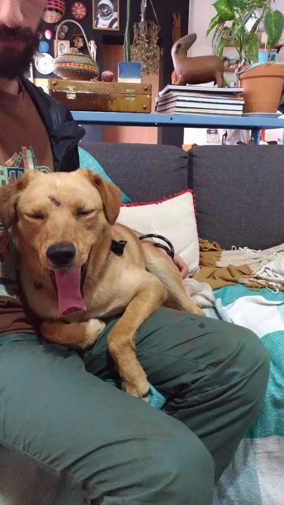 Cachorro ra a SRD idade 1 ano nome Amarelo