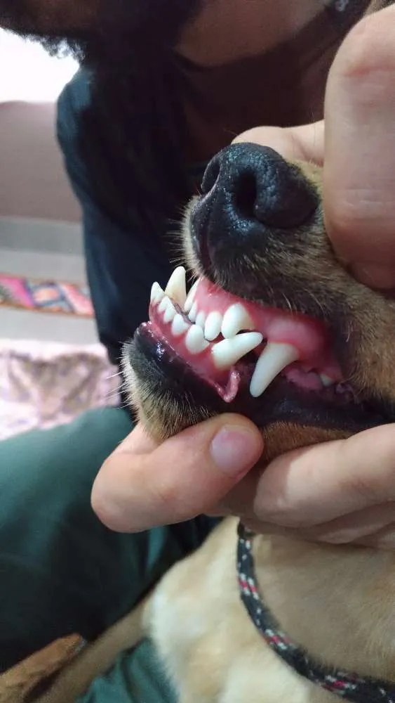 Cachorro ra a SRD idade 1 ano nome Amarelo
