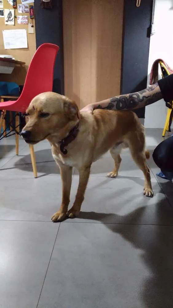 Cachorro ra a SRD idade 1 ano nome Amarelo