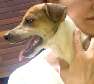 Cachorro raça SRD idade  nome Pati