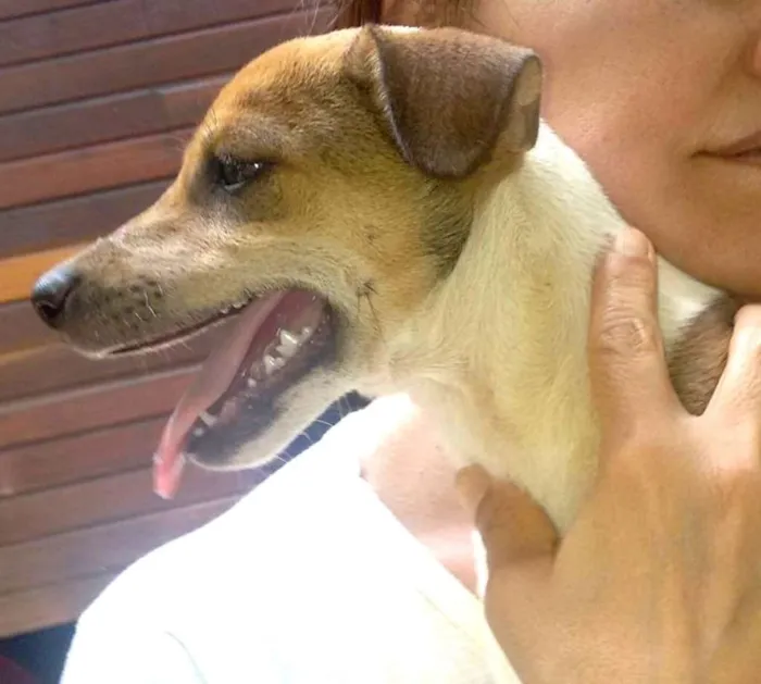 Cachorro ra a SRD idade  nome Pati