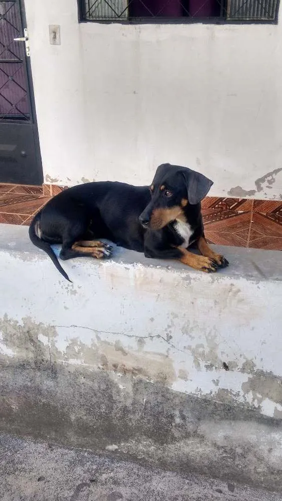 Cachorro raça Baçê idade 4 anos nome Mel