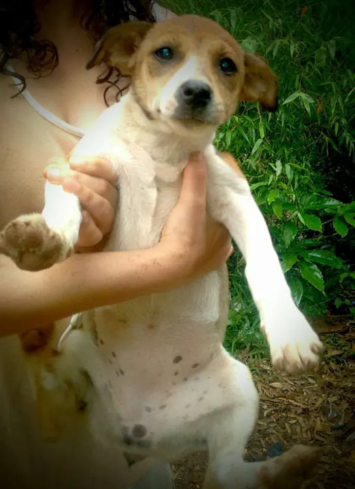 Cachorro ra a SRD idade  nome Pati