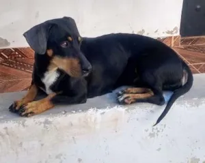 Cachorro raça Baçê idade 4 anos nome Mel