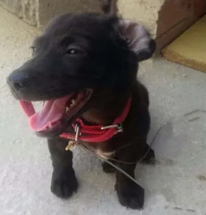 Cachorro raça Srd idade 2 a 6 meses nome Bob