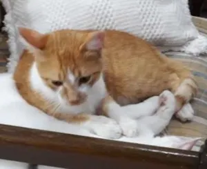 Gato raça Vira lata idade 1 ano nome Floquinho
