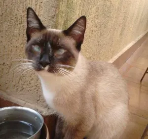 Gato raça SRD idade 7 a 11 meses nome Juca