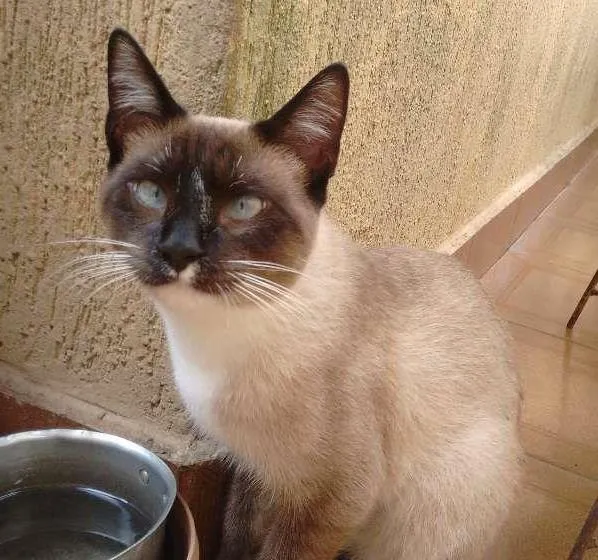 Gato ra a SRD idade 7 a 11 meses nome Juca
