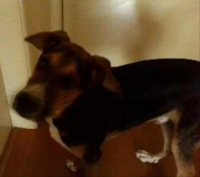 Cachorro raça Viralata idade 7 a 11 meses nome Menino