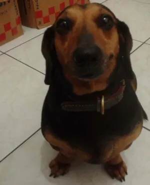 Cachorro raça Basset-Dachshund idade 6 ou mais anos nome FIFI