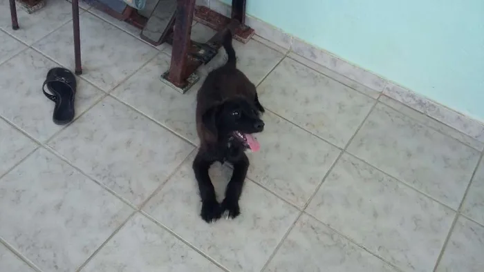 Cachorro ra a SRD idade 2 a 6 meses nome Nina e Bigode