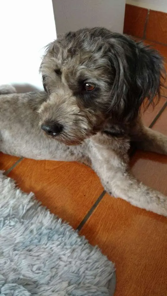 Cachorro ra a Shnauzer idade 2 anos nome Toddy GRATIFICA
