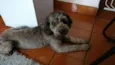 Toddy GRATIFICA