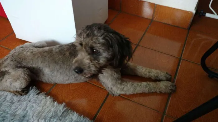 Cachorro ra a Shnauzer idade 2 anos nome Toddy GRATIFICA
