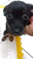 pretinha