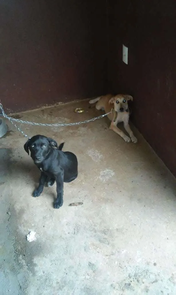 Cachorro raça Fila idade 2 a 6 meses nome Nina