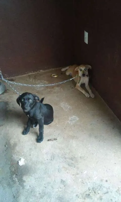 Cachorro raça Fila idade 2 a 6 meses nome Nina