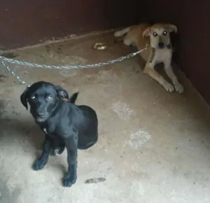 Cachorro raça Fila idade 2 a 6 meses nome Nina