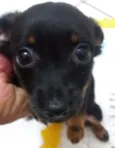 pretinha