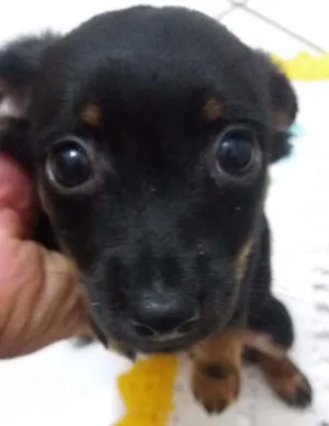 Cachorro raça  idade Abaixo de 2 meses nome pretinha