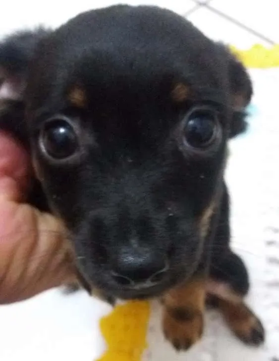 Cachorro ra a  idade Abaixo de 2 meses nome pretinha