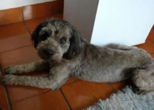 Cachorro raça Shnauzer idade 2 anos nome Toddy GRATIFICA