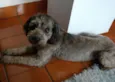 Toddy GRATIFICA