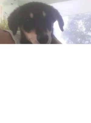 Cachorro raça SRD idade 2 a 6 meses nome Nina e Bigode