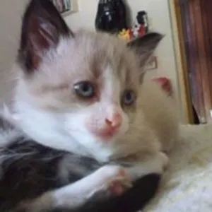 Gato raça Vira Latas idade 2 a 6 meses nome Sem Nome